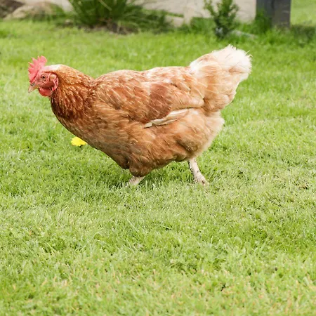 Vakantiehuis Cowshed *