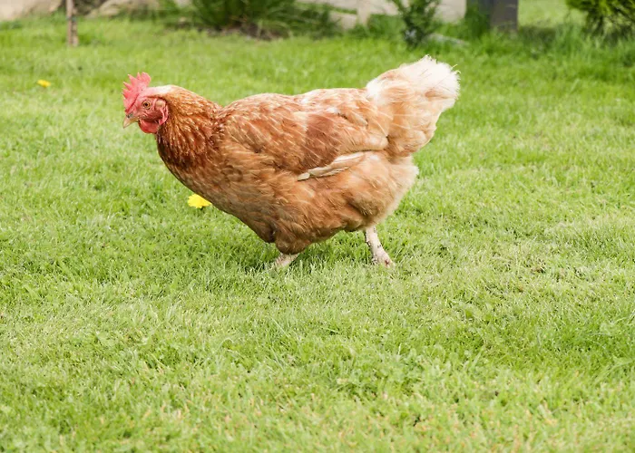 Vakantiehuis Cowshed *